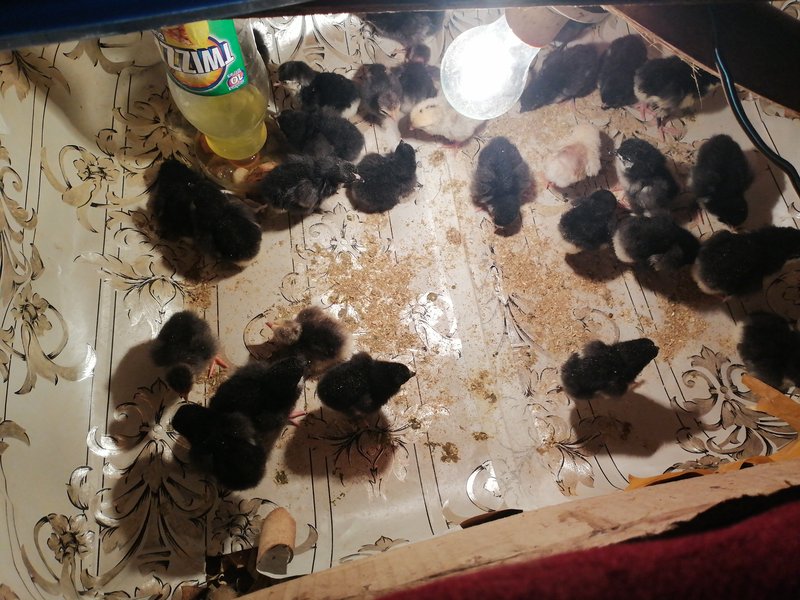 Day-Old Chicks