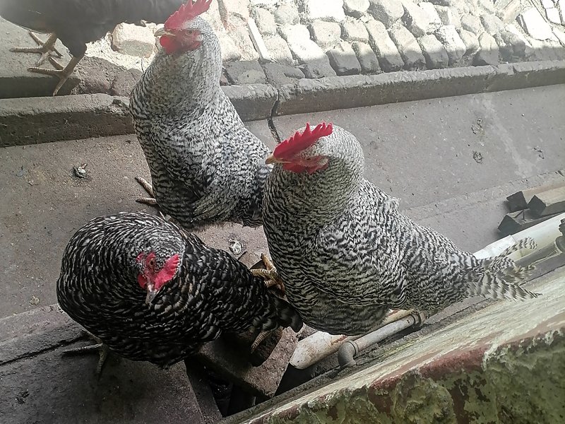 Koekoek Chickens
