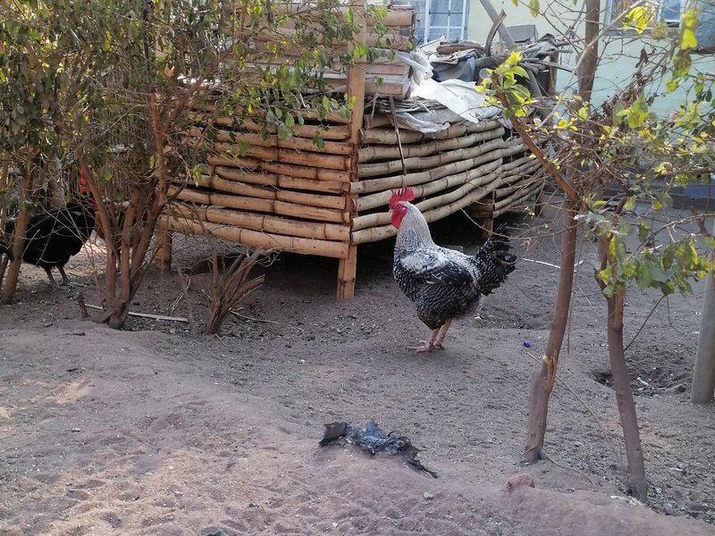 Kuroiler Chickens