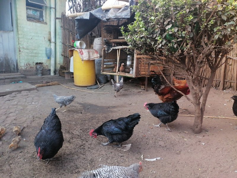 Mikolongwe Chickens